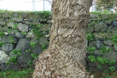 1_Le-Messurier-Rosemary-34-min