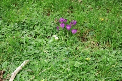 1_Le-Messurier-Rosemary-36-min