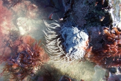 1_Le-Messurier-Rosemary-49-min