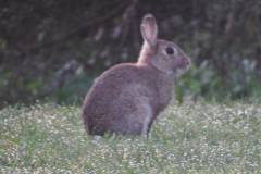 Le-Messurier-Rosemary-42