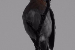 Marshman-Julie-2
