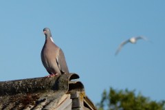 Plumley-Sarah-6