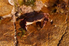 bioblitz10