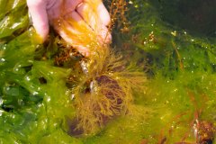 bioblitz11