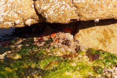 bioblitz13