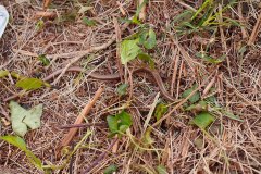 bioblitz18