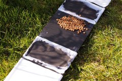 bioblitz20