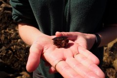 bioblitz4