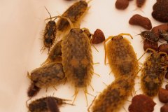 bioblitz7