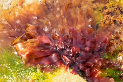 bioblitz8