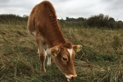 Conservation Herd Photo Comp