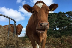 Conservation Herd Photo Comp