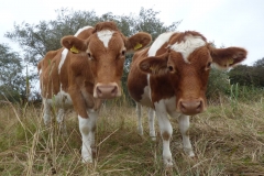 Conservation Herd Photo Comp