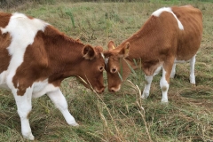 Conservation Herd Photo Comp