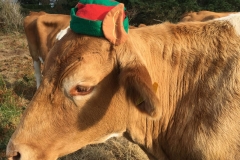 Conservation Herd Photo Comp