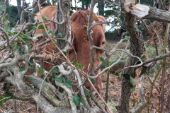 Conservation Herd Photo Comp