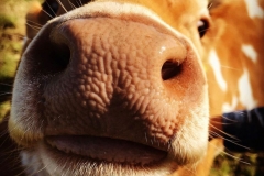 Conservation Herd Photo Comp