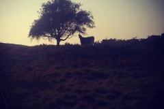 Conservation Herd Photo Comp