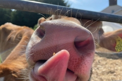 Conservation Herd Photo Comp