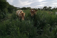 Conservation Herd Photo Comp
