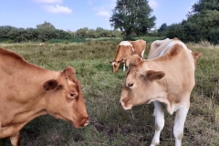 Conservation Herd Photo Comp