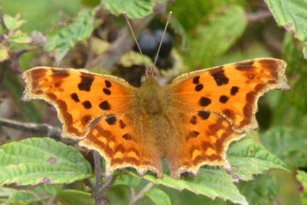Comma at Ronez