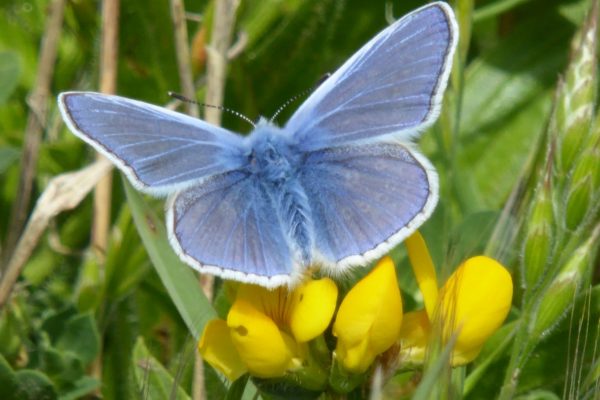 Male Common Blue
